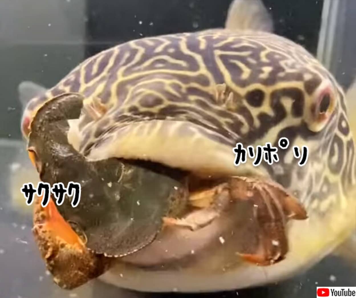 フグの歯すげぇ 生きたカニを丸ごとカリポリと完食 ニコニコニュース