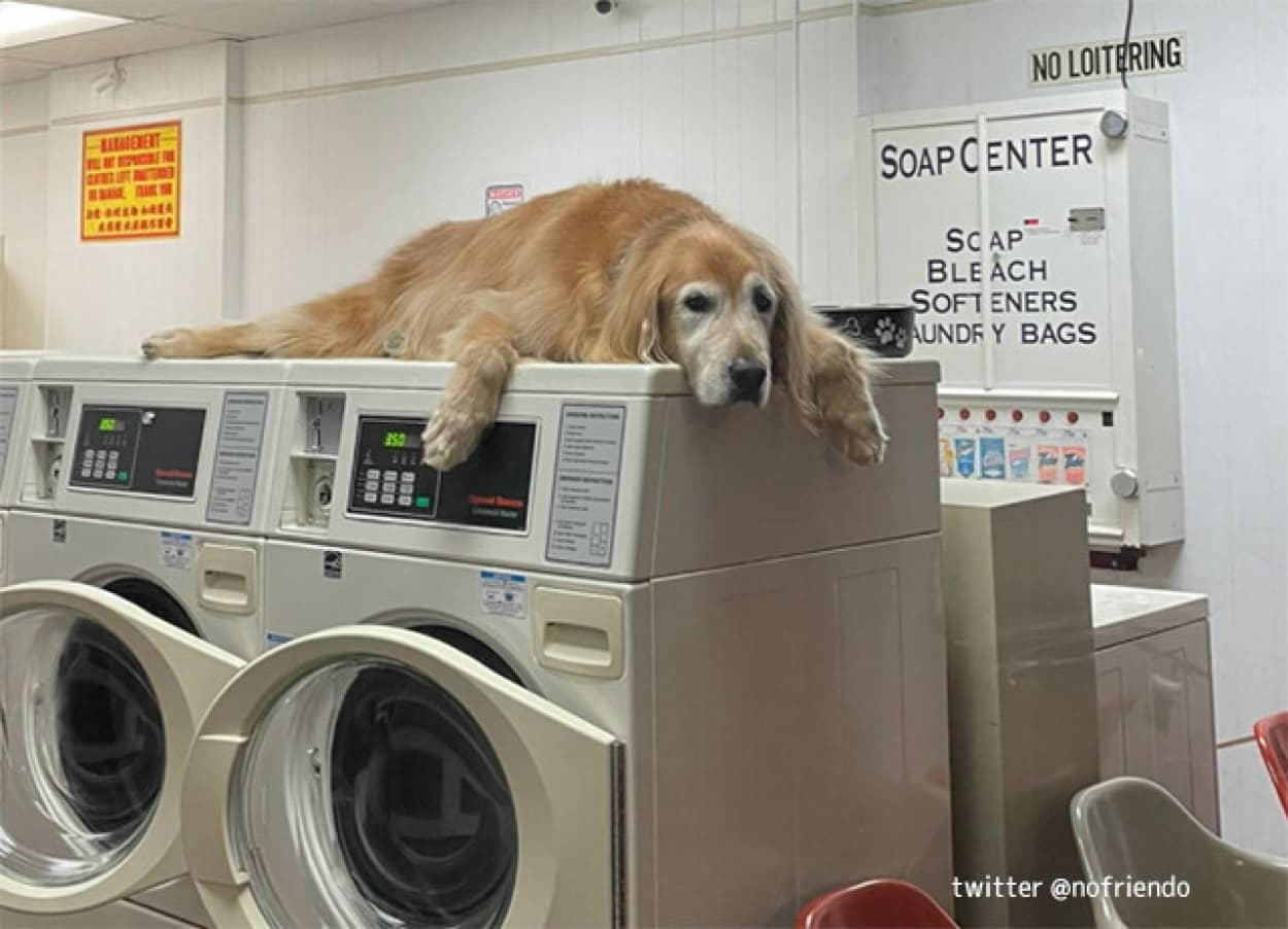 こんなコインランドリーならずっと待てる 犬が洗濯機の上でグデっと店番 ニコニコニュース