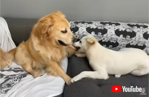 子犬 遊んでよお 先輩犬 やめろってー 優しく忍耐強い大型ワンコと子犬のじゃれ合いにほほえむ ニコニコニュース