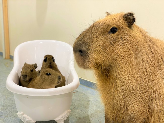 横浜生まれ 三つ子のカピバラ誕生 アニタッチみなとみらいで癒される ニコニコニュース