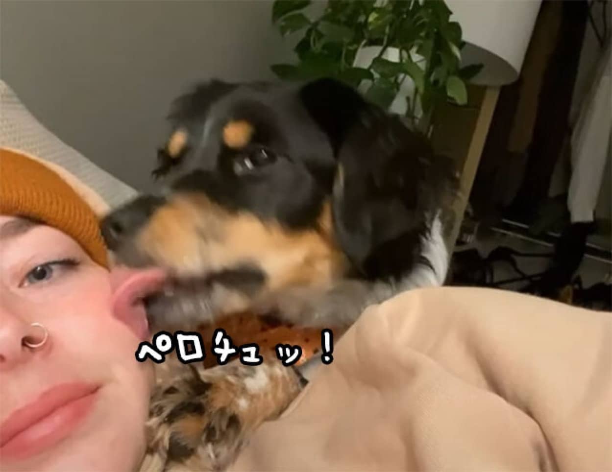 キスしたのに飼い主に無視された犬 ブチキレ ニコニコニュース