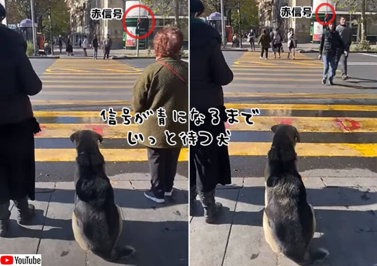 信号無視をする人々の横で 青信号になるまでじっと待つ犬 ニコニコニュース
