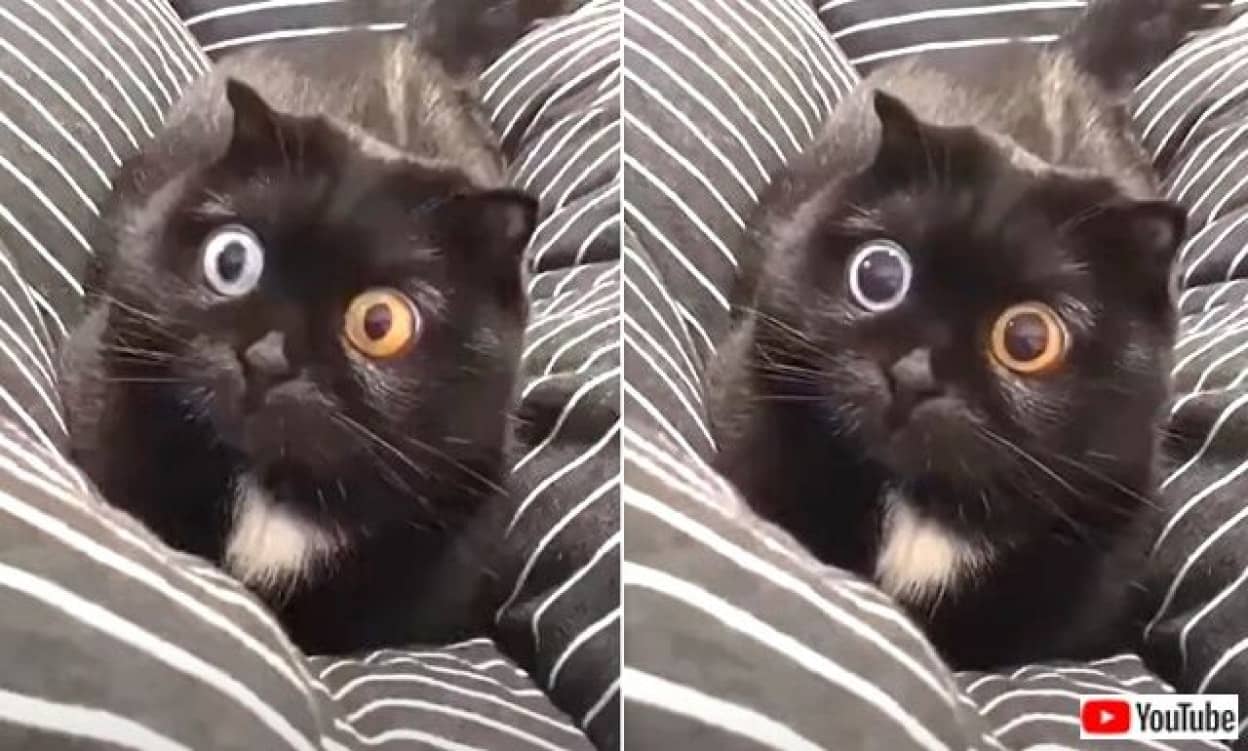 キャッツアイの不思議を間近で激写 くりりんおめめが可愛いスコティッシュフォールド ニコニコニュース