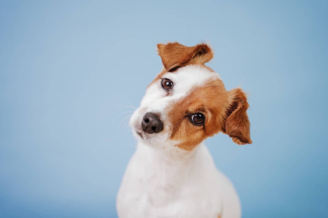 犬が首をかしげる理由は賢さと関連している可能性 集中力や注意力を研ぎ澄ませている ニコニコニュース