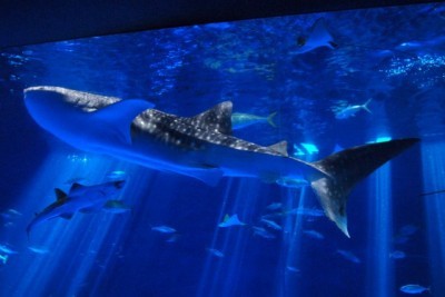 ジンベエザメが海へ帰る日。2026年の「いおワールドかごしま水族館」が提示する、人間と海洋生命の新しい境界線
