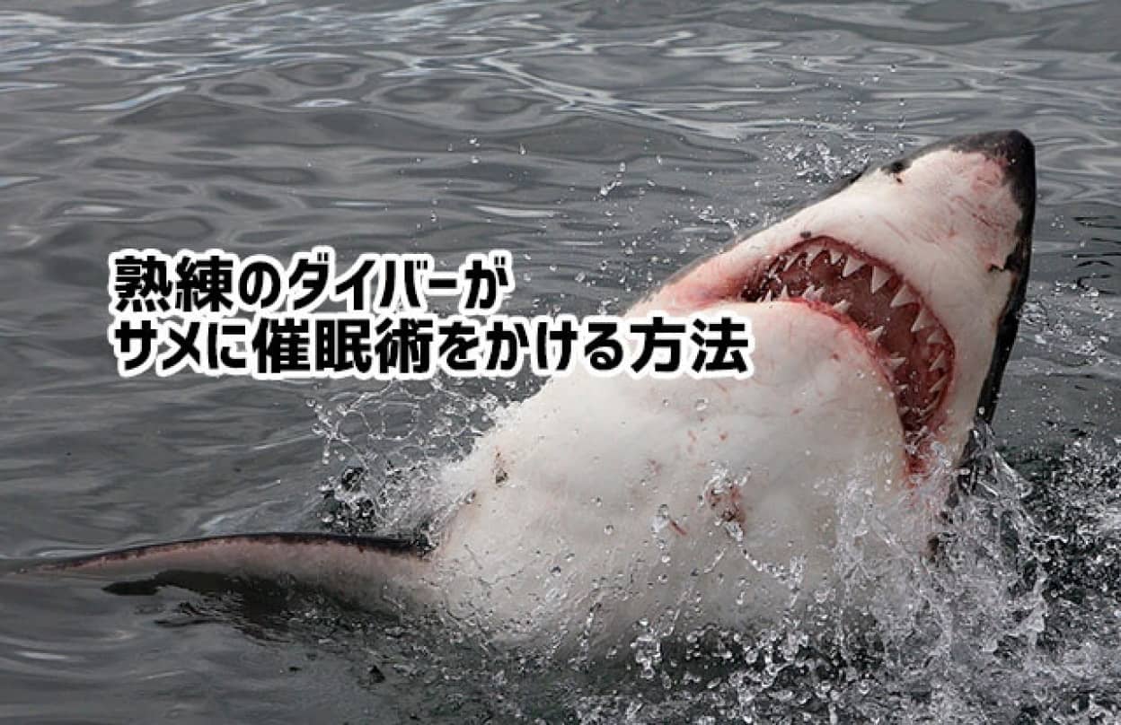 熟練のダイバーがサメに催眠術をかけ動かなくさせる方法 ニコニコニュース