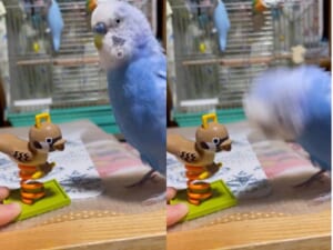 まるでヘドバン おもちゃの動きに合わせて頭を激しく振るインコ ニコニコニュース
