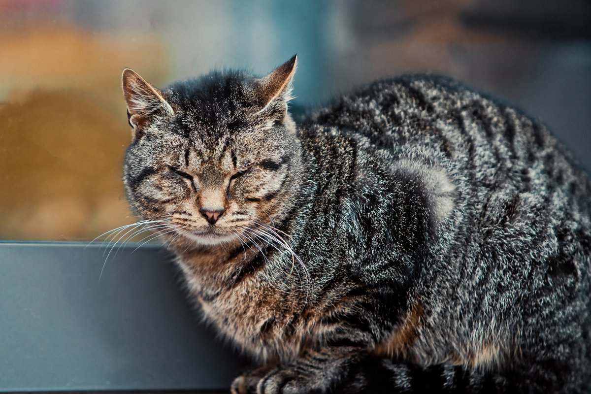 日本で人気の猫種は そして 猫の種類はどう決まる ニコニコニュース