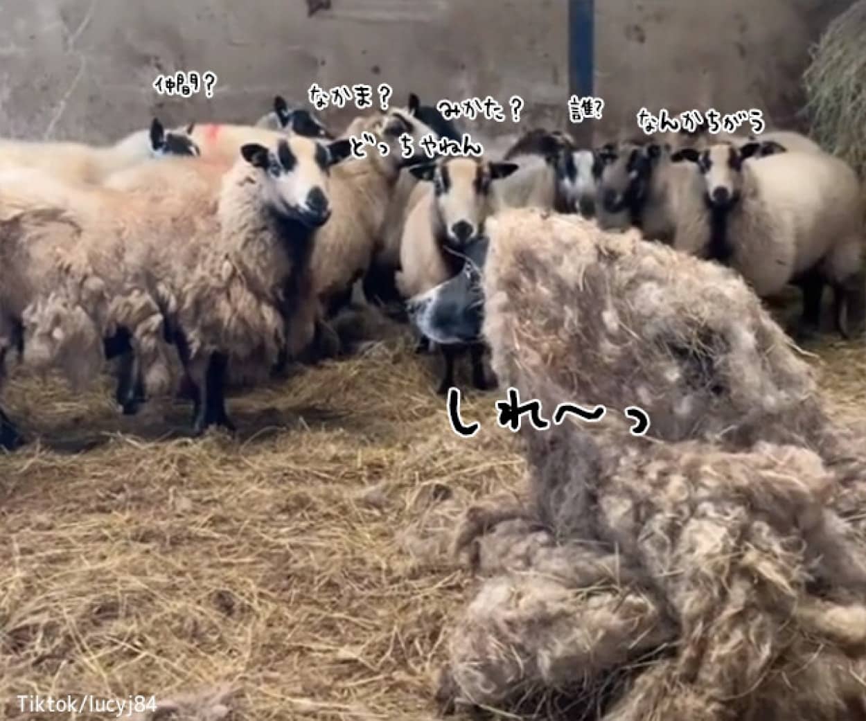 羊の皮を被った狼 じゃなく犬 ボーダーコリーが羊に偽装して群れに潜入 ニコニコニュース