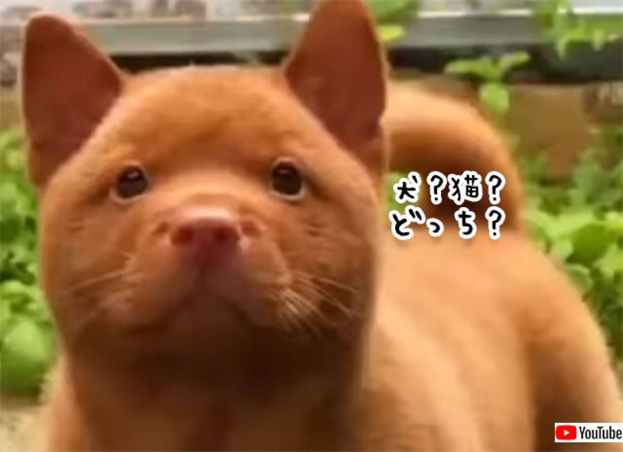 犬なの 猫なの どっちにも見えてくる不思議な動物 ニコニコニュース