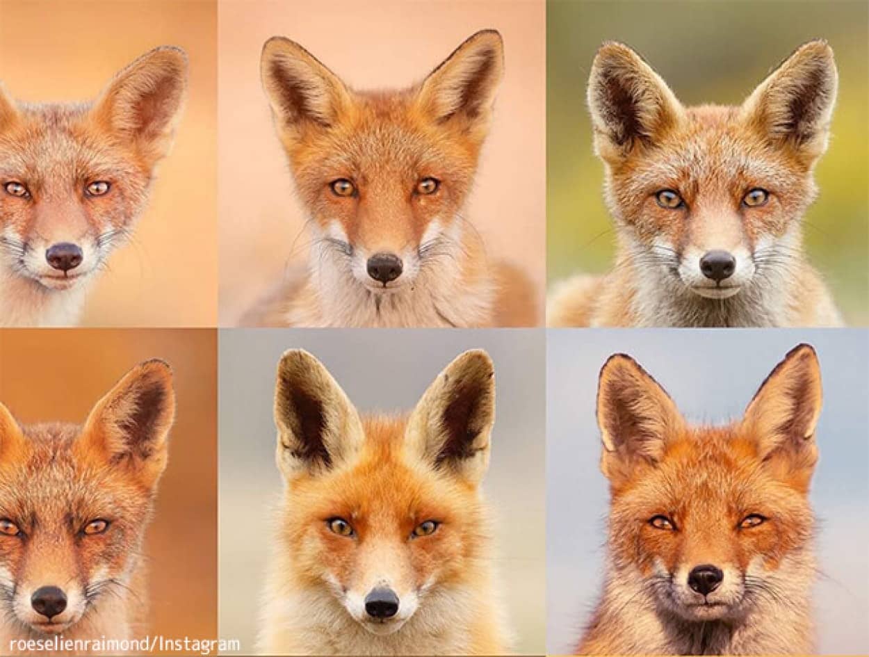 キツネも個性豊かで十狐十色 同じ角度で撮影したモンタージュ写真 ニコニコニュース