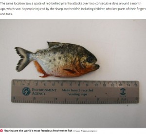 川に足を入れて涼んだ親子 ピラニアに足指や踵を食いちぎられる アルゼンチン ニコニコニュース