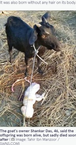 インドの小さな村で人間の顔をしたヤギが誕生 神からの警告 凶兆 と村人 ニコニコニュース