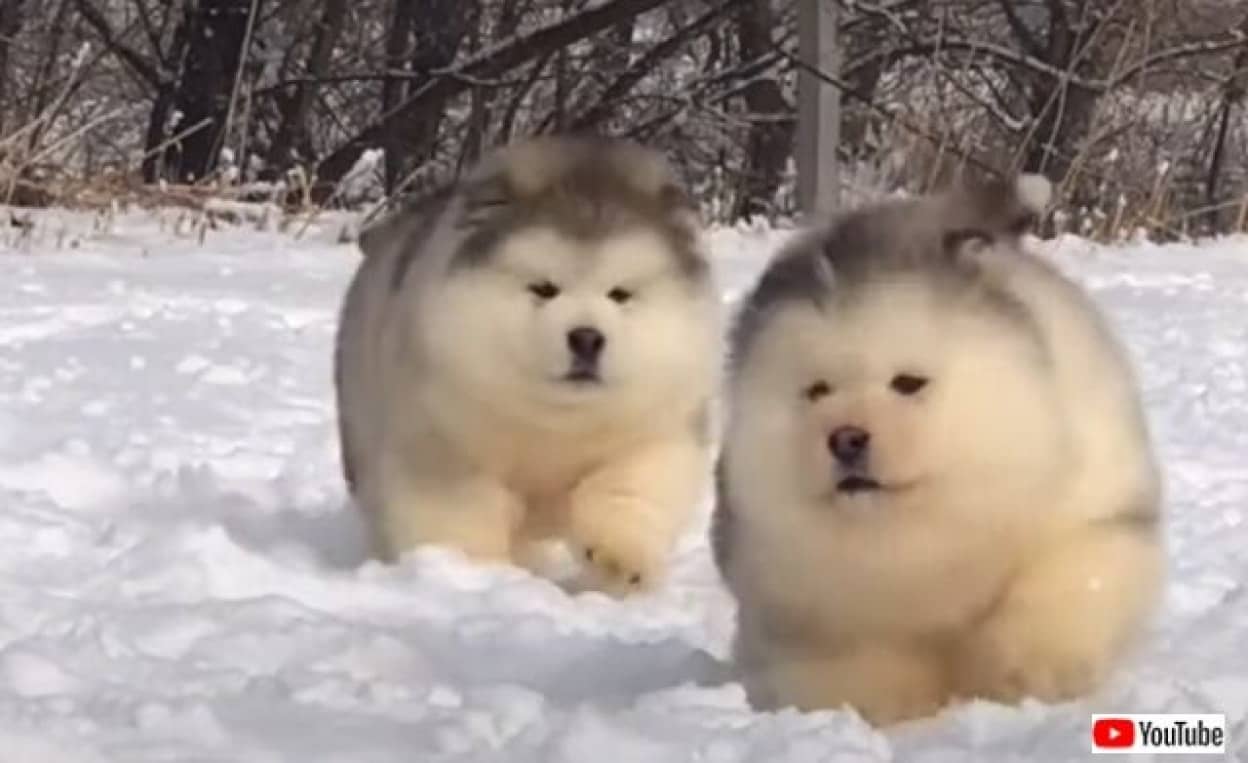 アラスカン・マラミュート：犬種の特徴と飼い方