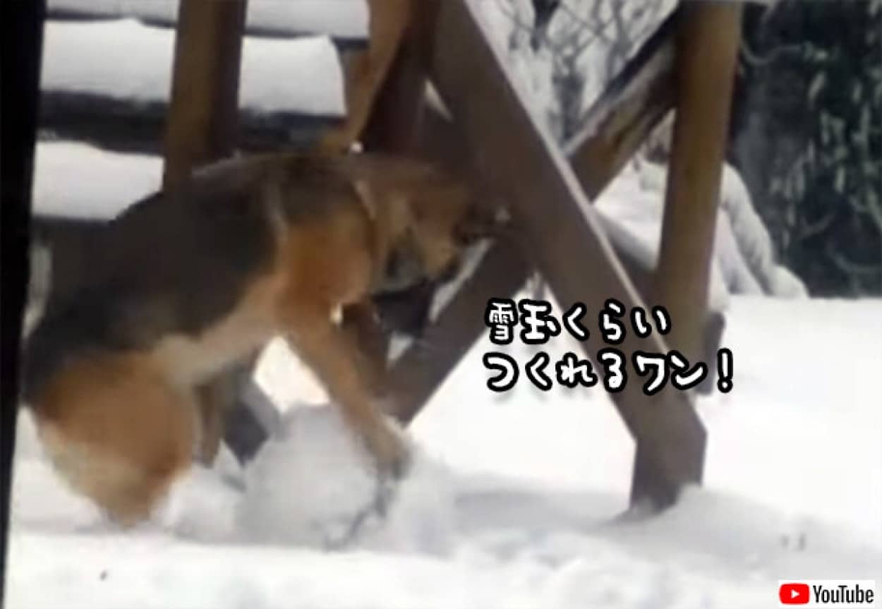 中に人入ってないだと 雪を転がし雪玉を作れる犬 ニコニコニュース