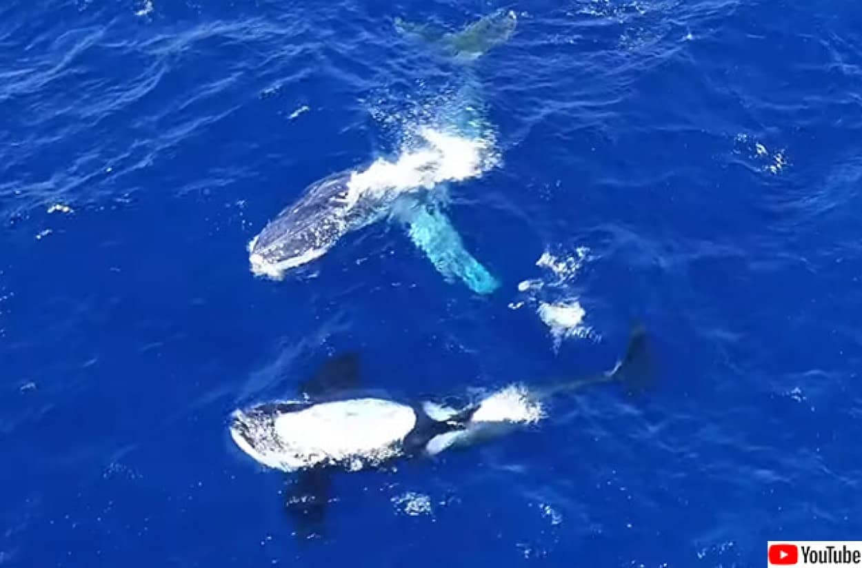 水中最強のシャチが獲物であるクジラを助ける 体に絡みついたロープをほどいて去っていく ニコニコニュース