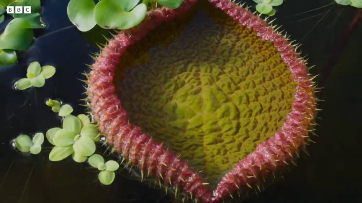 圧巻 巨大な葉を広げる水生植物 オオオニバスのタイムラプス映像 ニコニコニュース