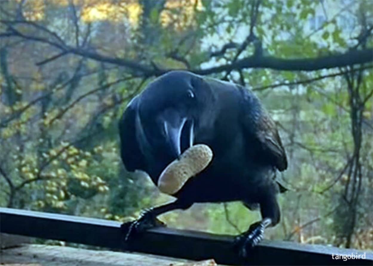 野生のカラスと絆を結んだ女性 恩返しに様々なプレゼントをもらう なんと硬貨まで ニコニコニュース