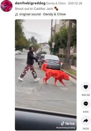 犬を真っ赤に染め 虐待 と非難された飼い主 無害 盗難防止 などと反論 米 動画あり ニコニコニュース