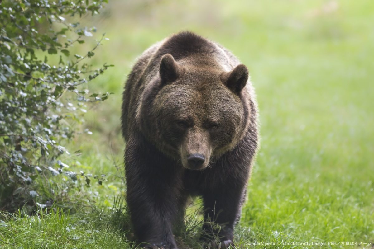 わが子を殺そうと 動物園でヒグマの柵内に3歳女児を投げ込んだ母親が逮捕 ニコニコニュース