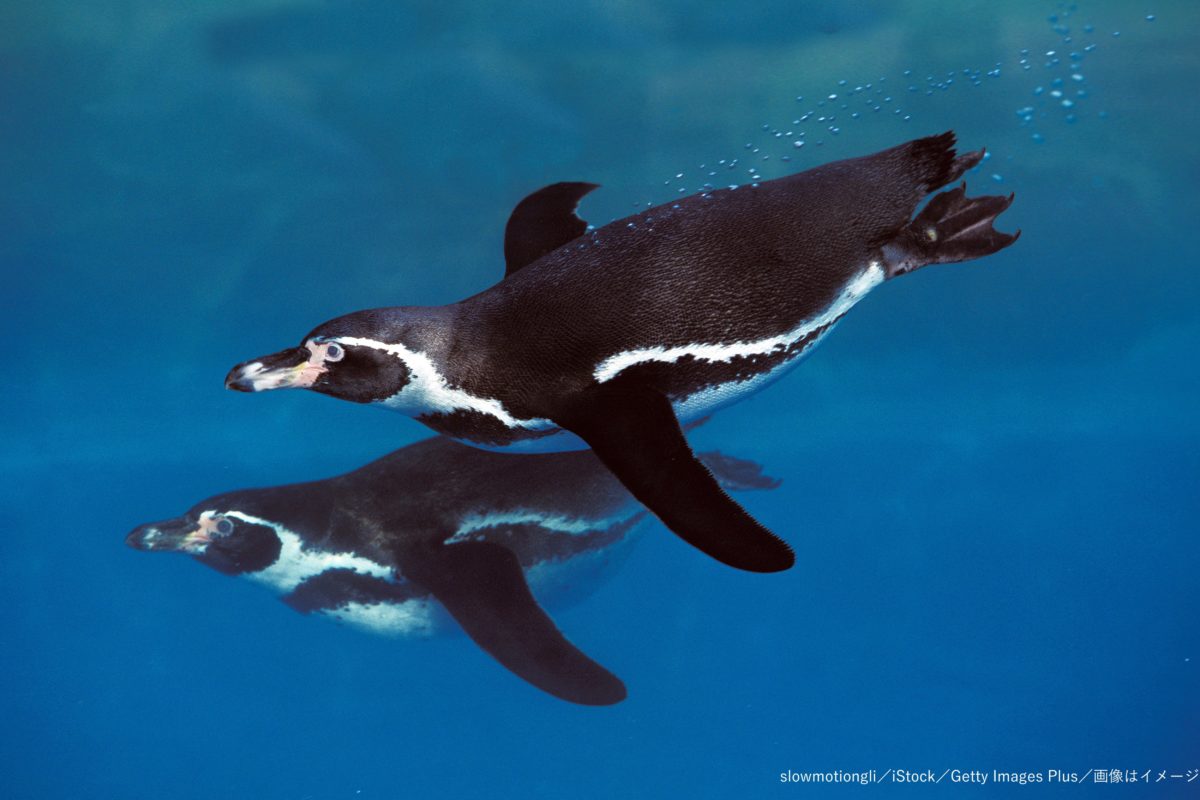 同性のフンボルトペンギンカップルが養親になり子育て 絶滅危機を救う光に ニコニコニュース