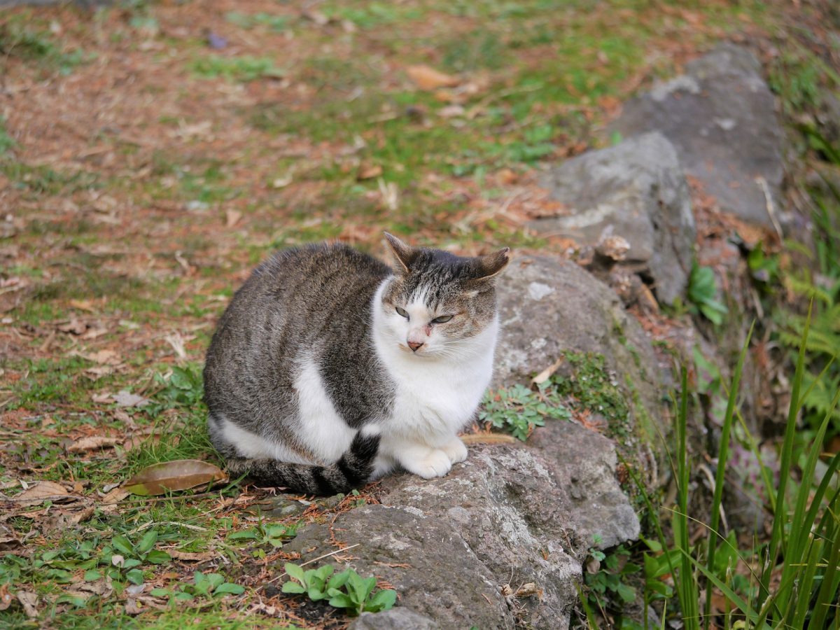 八王子署が預かった迷い猫を河川敷に放し 警察が捨て猫するな と炎上 ニコニコニュース