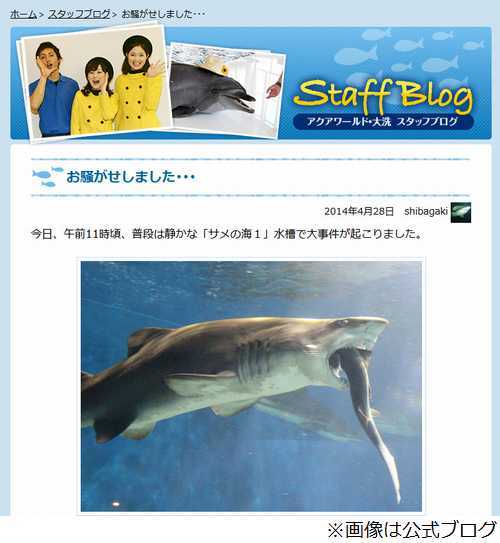 水族館でサメがサメをガブリ 茨城県大洗水族館が 事件 を報告 ニコニコニュース