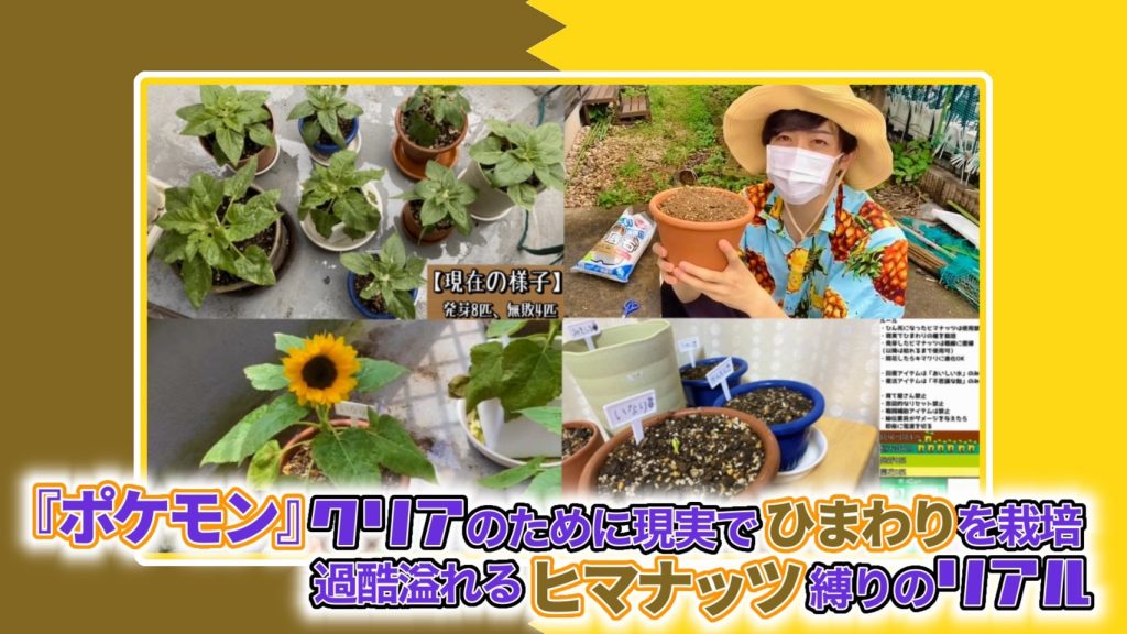 ポケモン クリアのために現実でひまわりを栽培 過酷溢れるヒマナッツ縛りのリアル レベル2ビッパに負けるしゲーム実況 ニコニコニュース