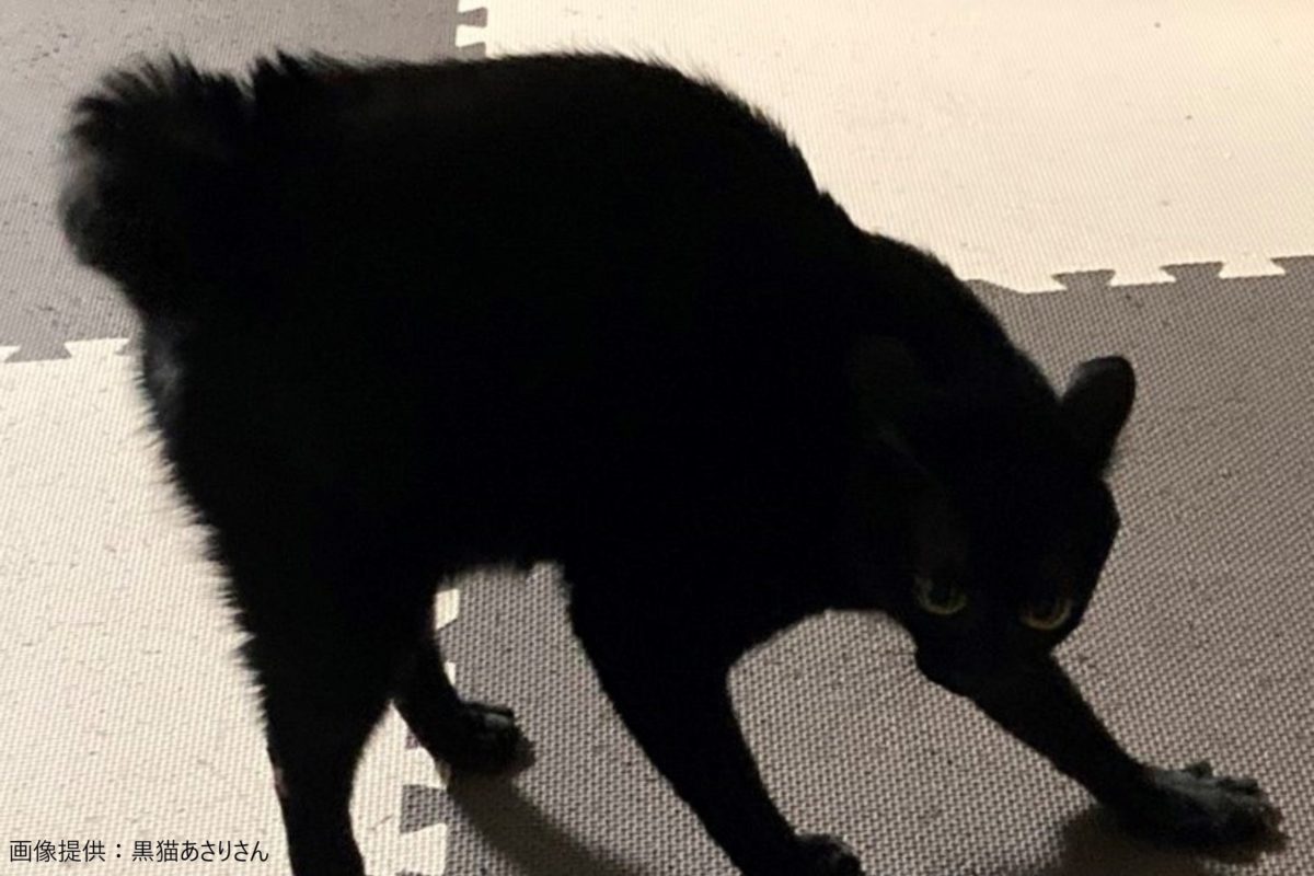 毛を逆立て飼い主を威嚇する黒猫の姿が話題 その理由がさすがにかわいすぎた ニコニコニュース