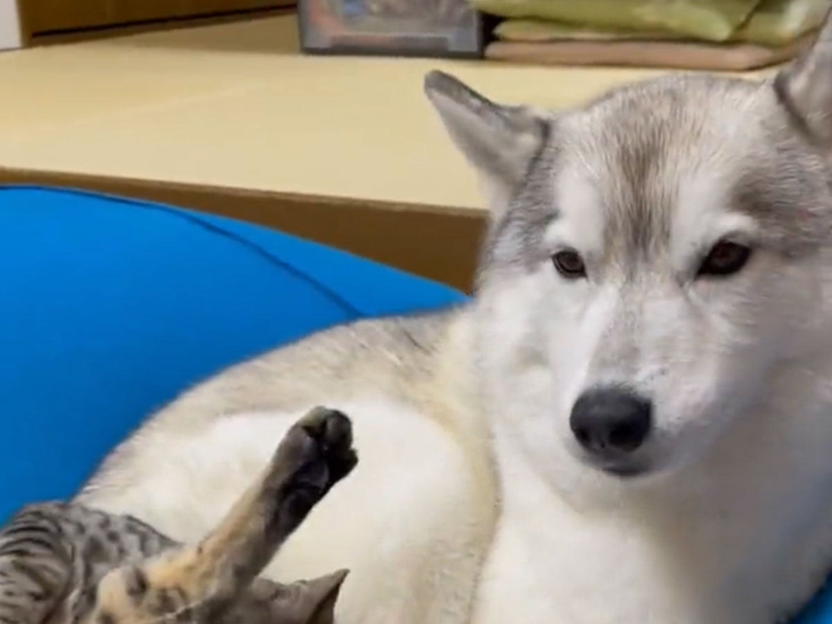 犬 何事 眠っていたシベリアンハスキーが起きた理由とは ニコニコニュース