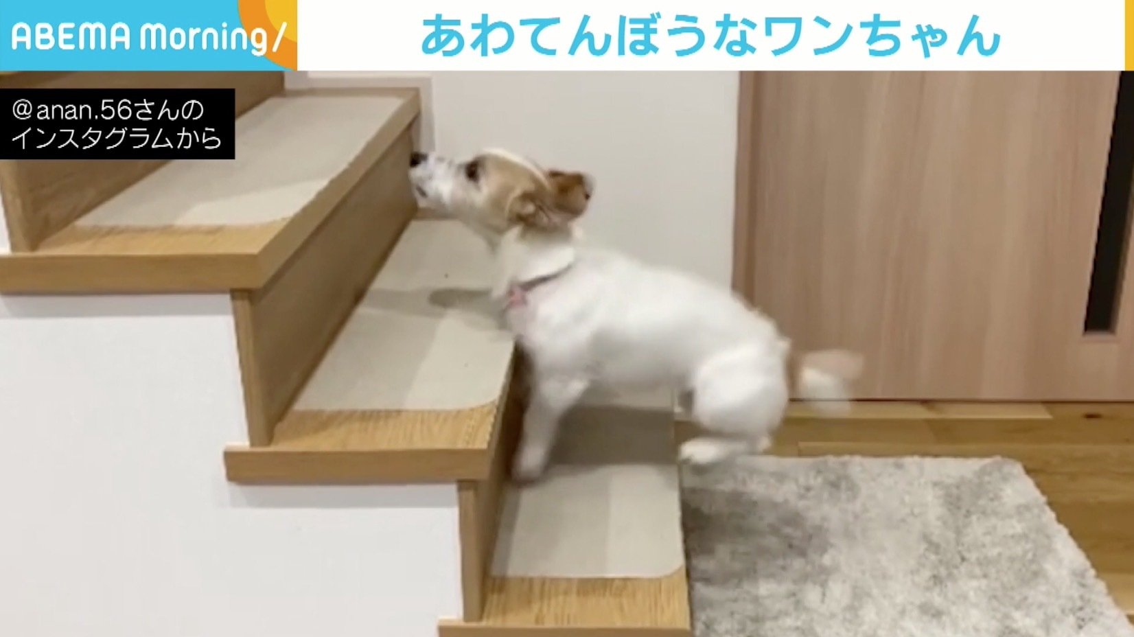 テンションが上がりすぎて階段が上れない ぴょんぴょん跳ねる犬に反響 ニコニコニュース