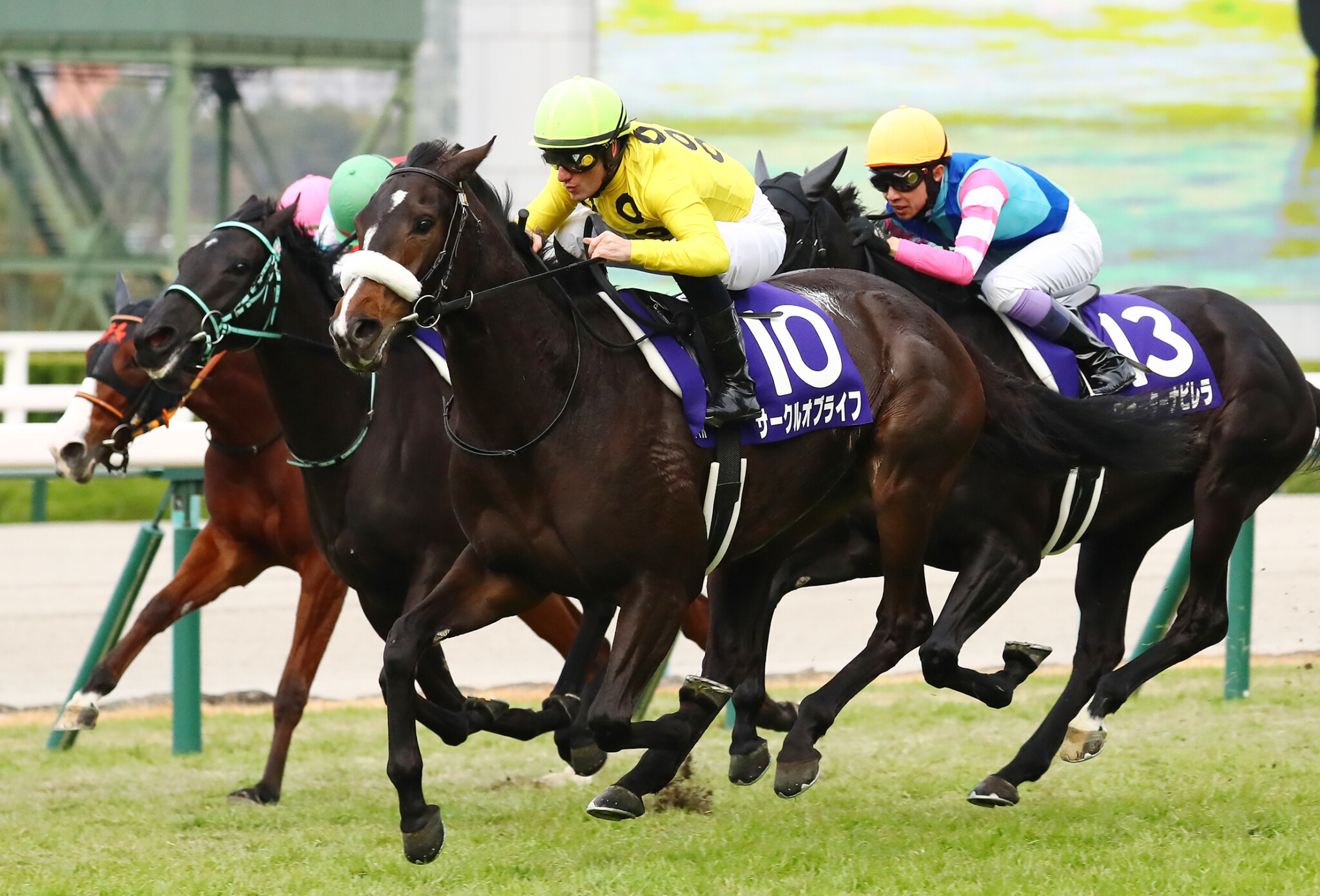 チューリップ賞登録馬 サークルオブライフなど16頭 ニコニコニュース