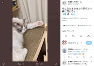 猫に腕枕してもらえるチャンス 一緒に寝たい立候補者続々 ニコニコニュース