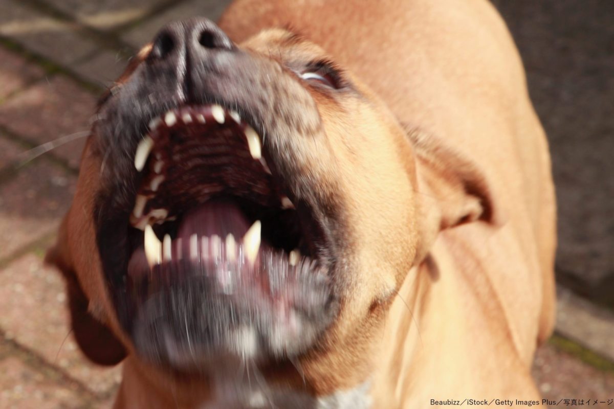 放し飼いのピットブル3頭に女性が襲われ 両腕と結腸を失い食道もひどく損傷 ニコニコニュース