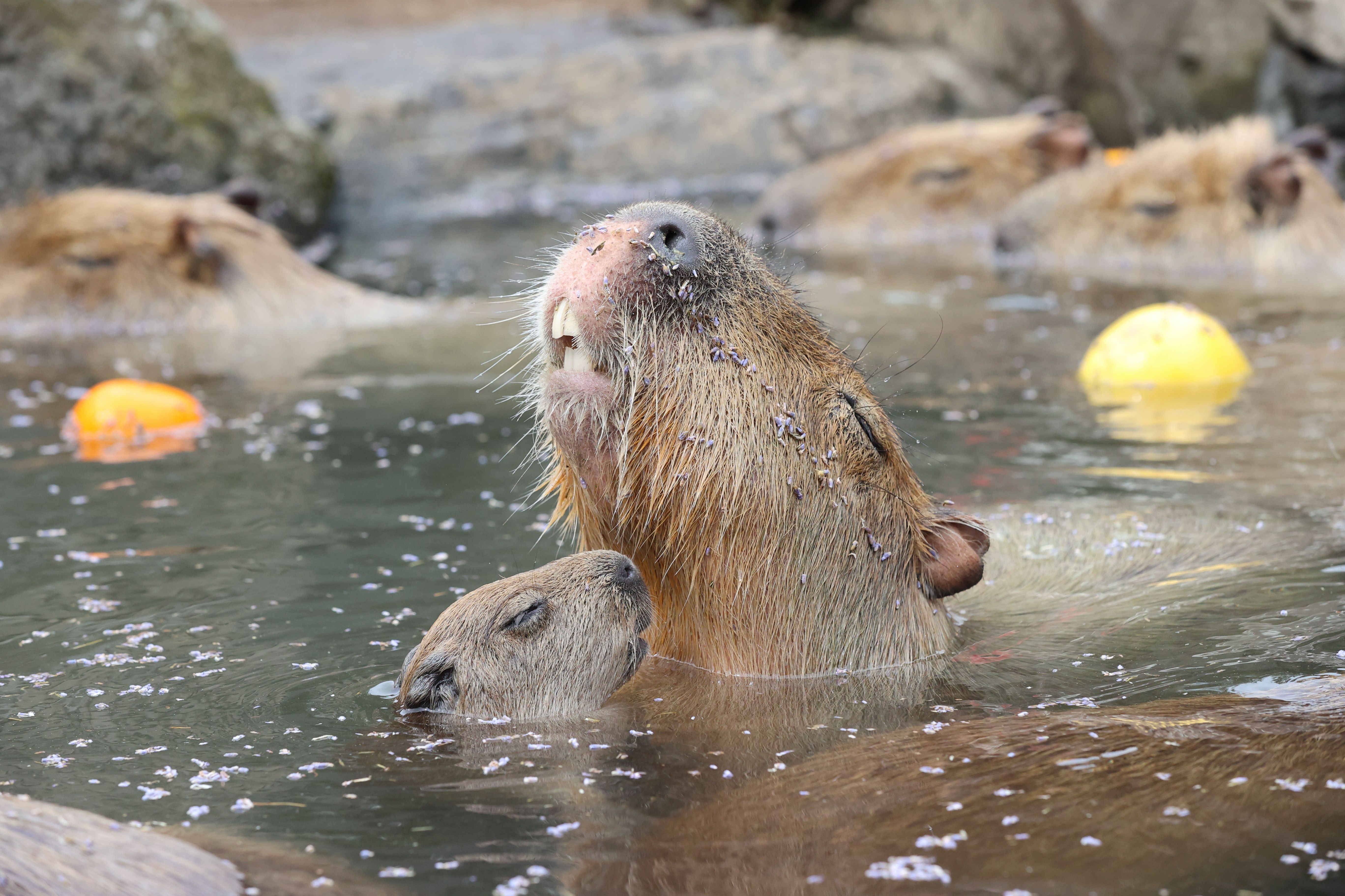 あまりの可愛さに胸キュン カピバラ ミーアキャット アリクイ フワフワな動物の赤ちゃん7種を特別撮 ニコニコニュース