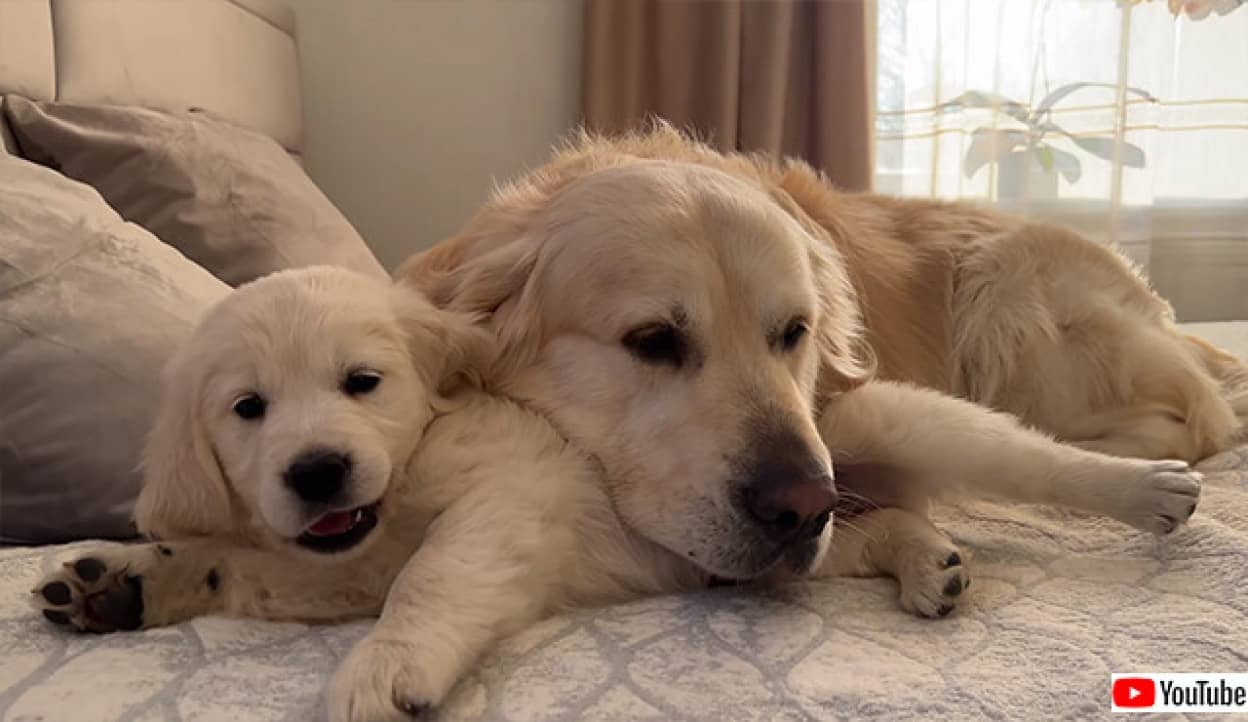 ただただかわいい セロトニン流出動画 ゴールデンレトリバーの小さい子はかまってもらいたい ニコニコニュース