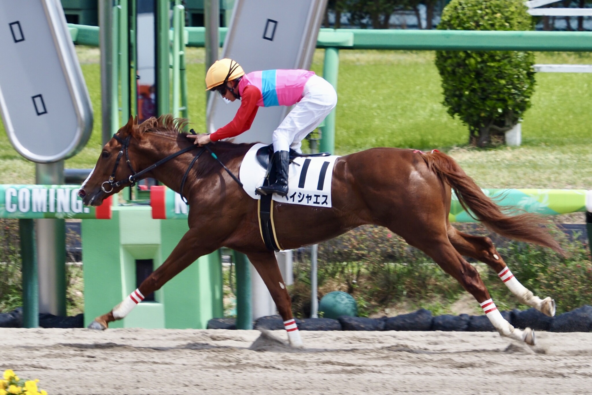 中山5r ペイシャエスが5馬身差圧勝 ニコニコニュース