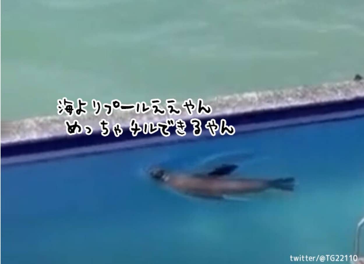 海よりええやん めっちゃチルできるやん プールで泳ぎビーチチェアを奪い取るアシカ ニコニコニュース