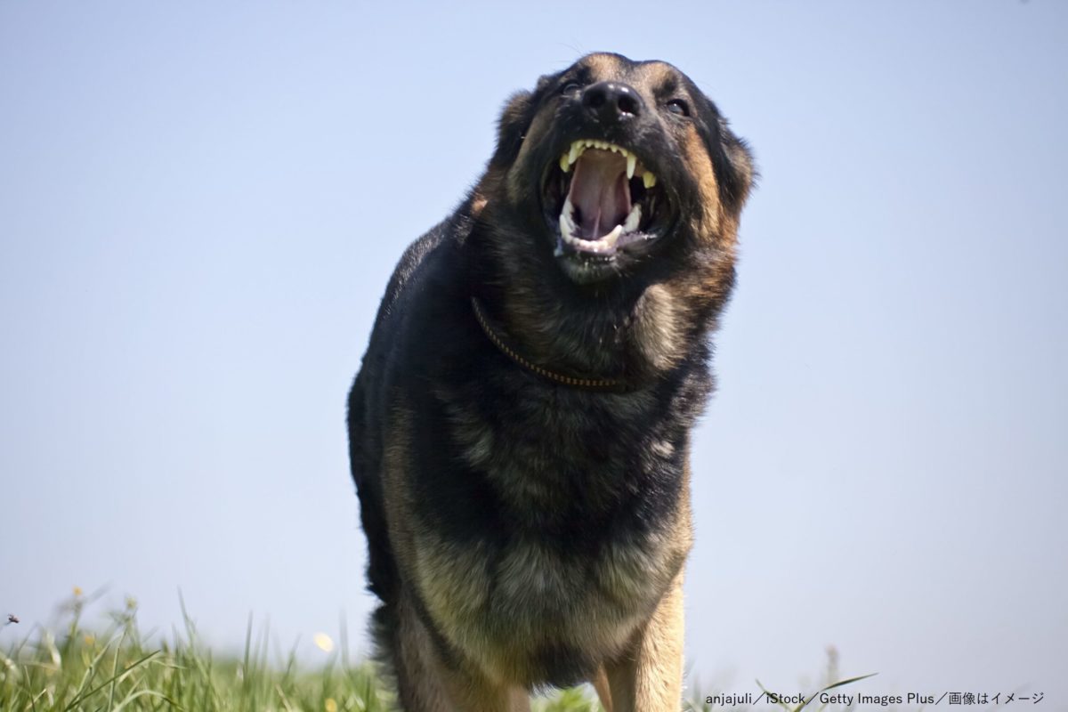 凶暴な犬の処分をめぐるトラブル 祖母が孫を逆恨みし提訴する異例の事態に | ニコニコニュース