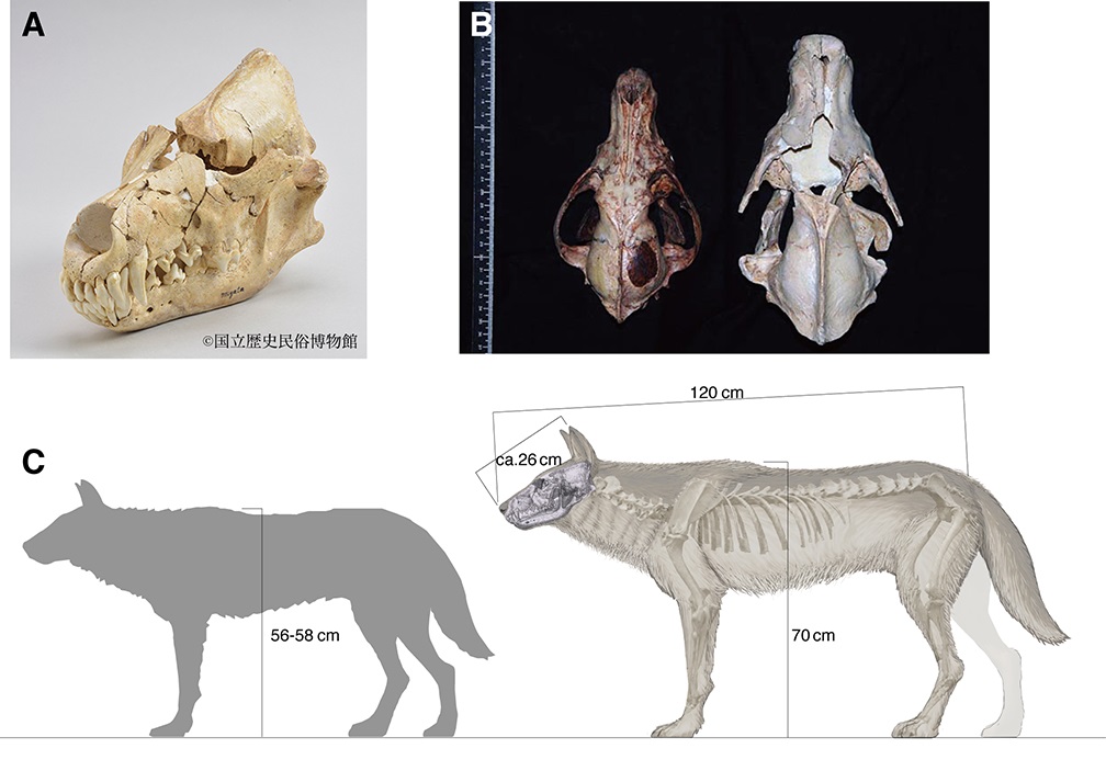 ニホンオオカミの起源 国立科学博物館などのグループが解明 ニコニコニュース