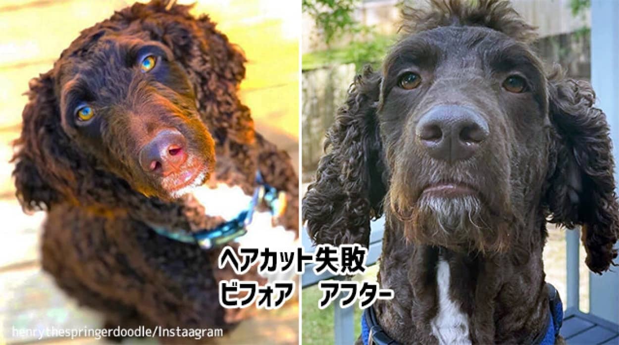 落ち着きのない犬のヘアカットビフォア アフター ニコニコニュース