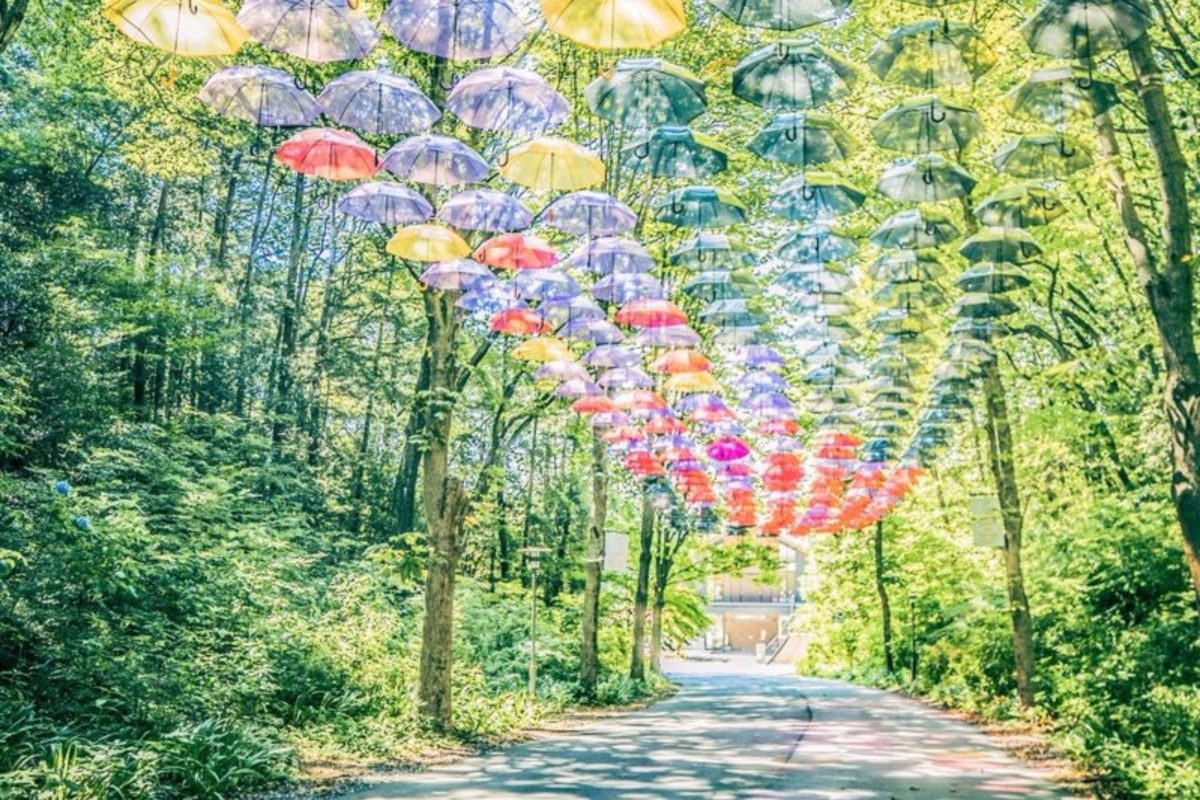 梅雨の時期にしか咲かない 傘の花 その幻想的な美しさに衝撃走る ニコニコニュース