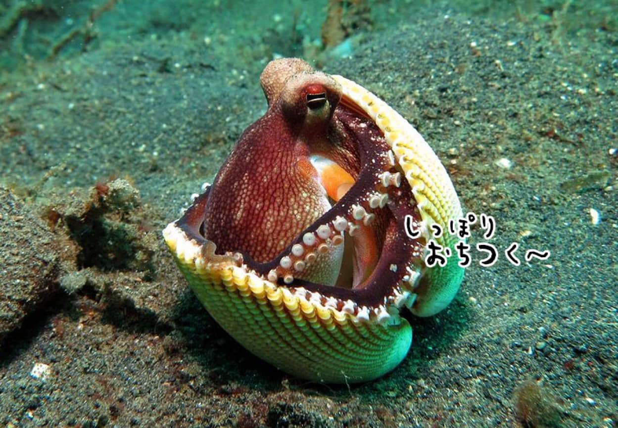 生物学者が子供向けに解説するタコの魅力。その生態と知能、特殊スキル | ニコニコニュース