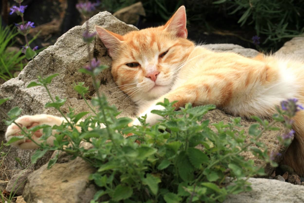 知らずに植えたら野良猫が集まって来た 西洋マタタビがきっかけで猫の保護活動をはじめた女性 ニコニコニュース