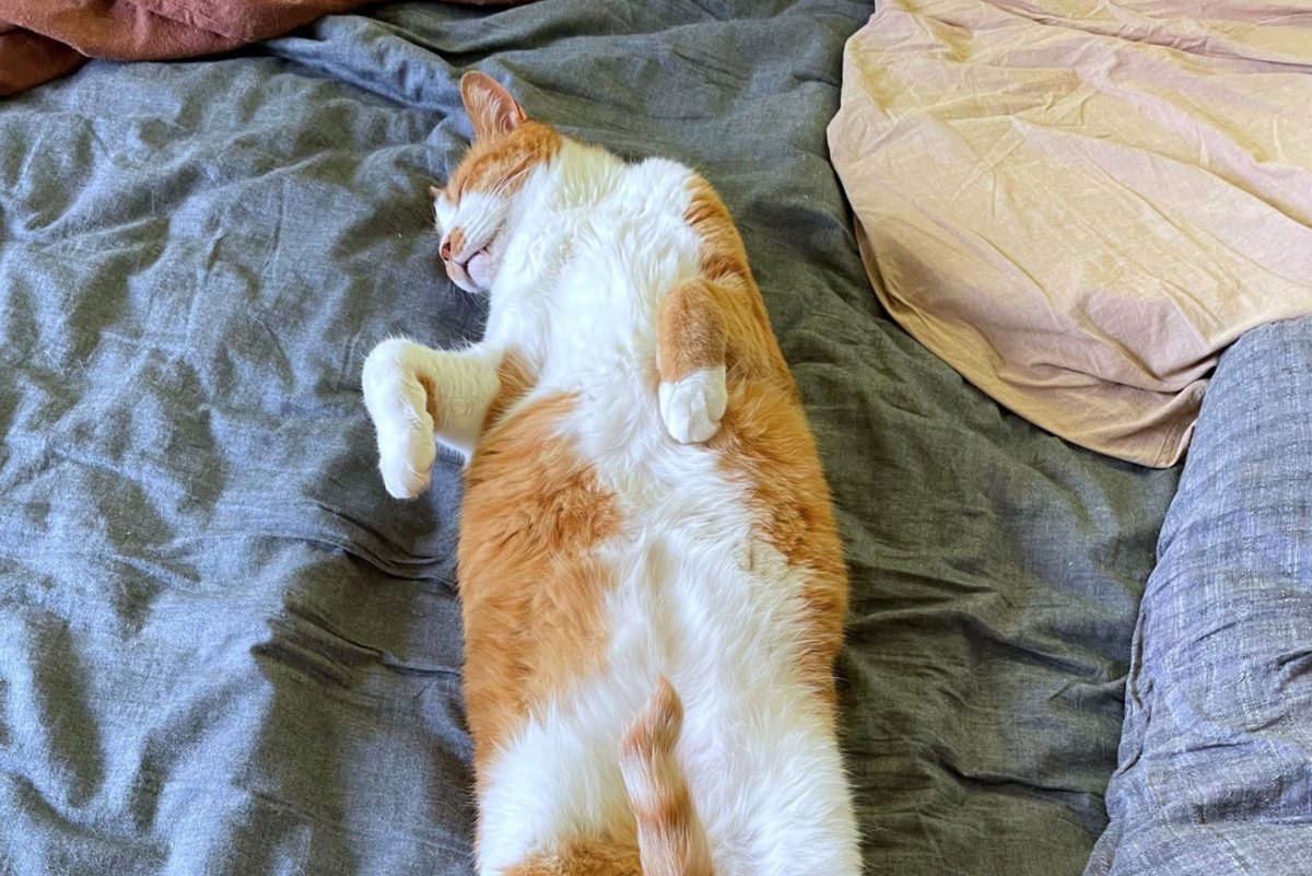 かわいらしい猫の寝姿が センシティブな内容 その理由に衝撃走る ニコニコニュース