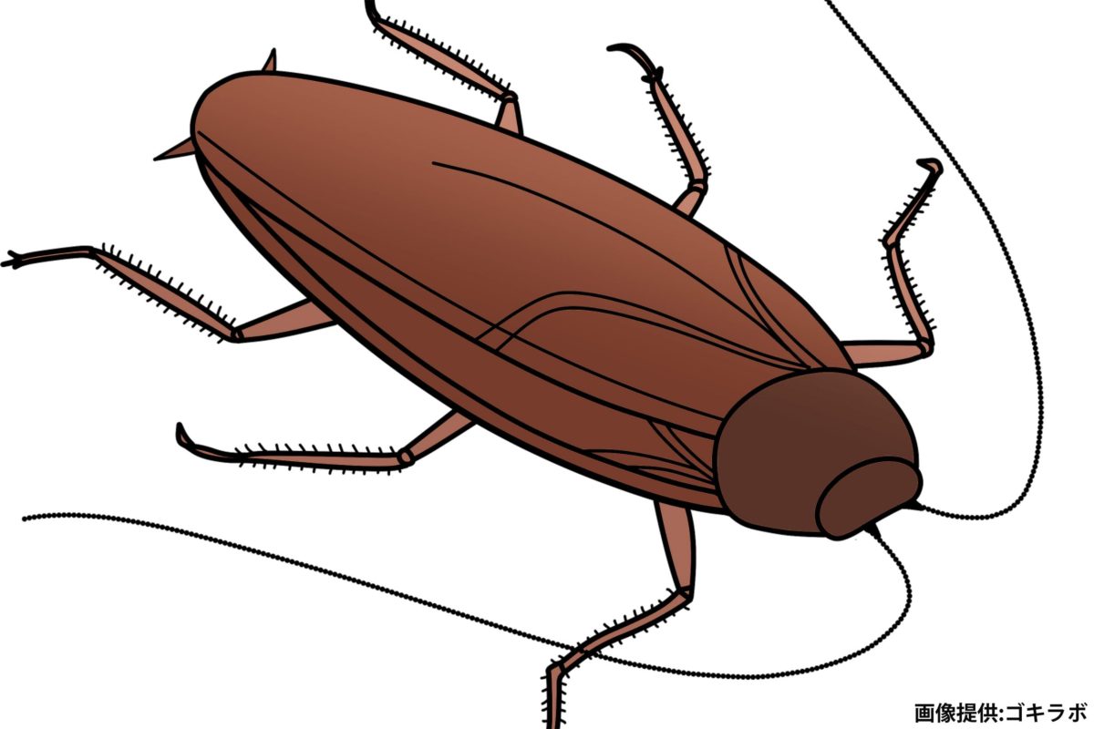 ゴキブリによく効く殺虫剤があった ゴキラボに聞いた 目からウロコの対策 ニコニコニュース