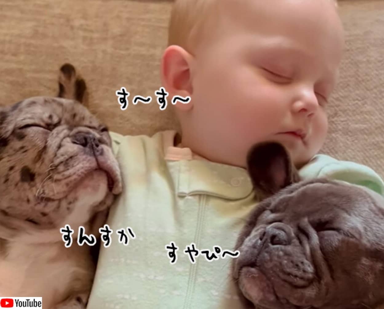 世界一かわいい 川の字 赤ちゃんの両脇で犬がお昼寝 ニコニコニュース