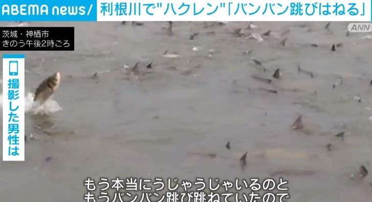 数千匹が バシャバシャ 茨城県 利根川で豪快に飛び跳ねる巨大魚 ハクレン 圧巻の飛びっぷり ニコニコニュース