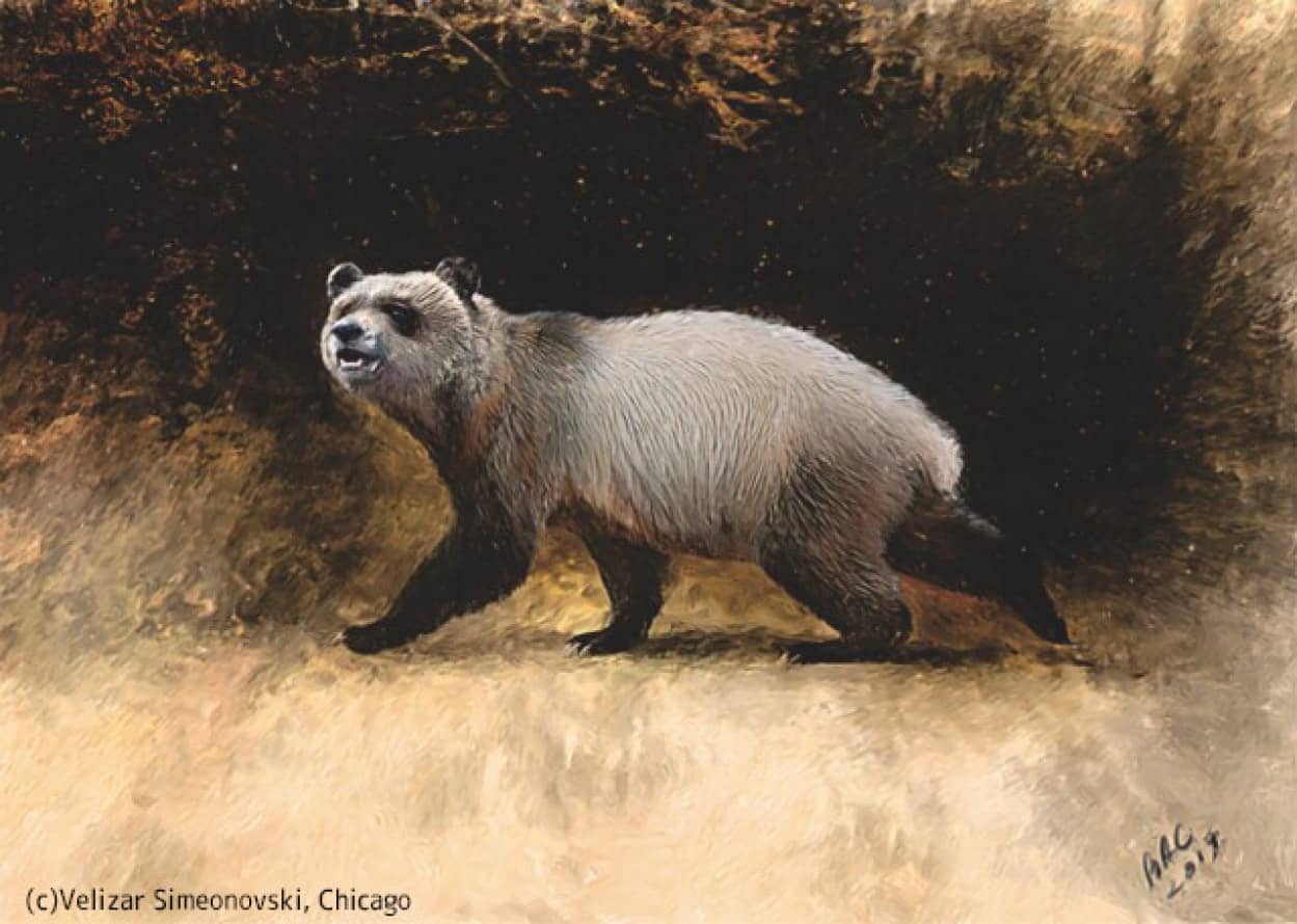 ヨーロッパでジャイアントパンダの近縁種が発見される ニコニコニュース