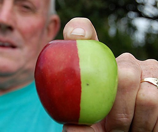これが伝説の 禁断の果実 か 突然変異のキメラリンゴが凄いと話題に ニコニコニュース